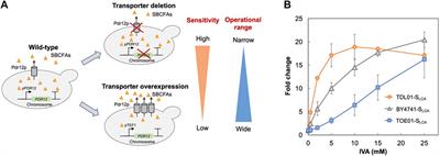 Transporter-Driven Engineering of a Genetic Biosensor for the Detection and Production of Short-Branched Chain Fatty Acids in Saccharomyces cerevisiae